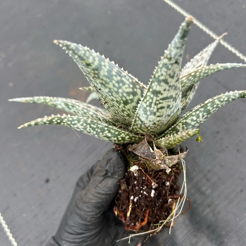 N/A comes plant